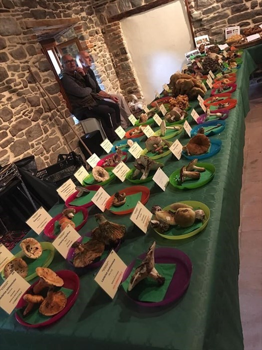 Scuola di funghi a Moscheta