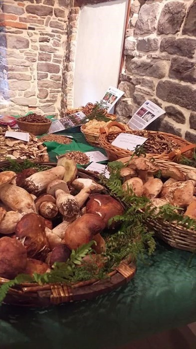 Scuola di funghi a Moscheta