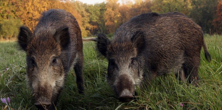 Pratolino. Un gruppo di cinghiali scorrazza per i dintorni del paese