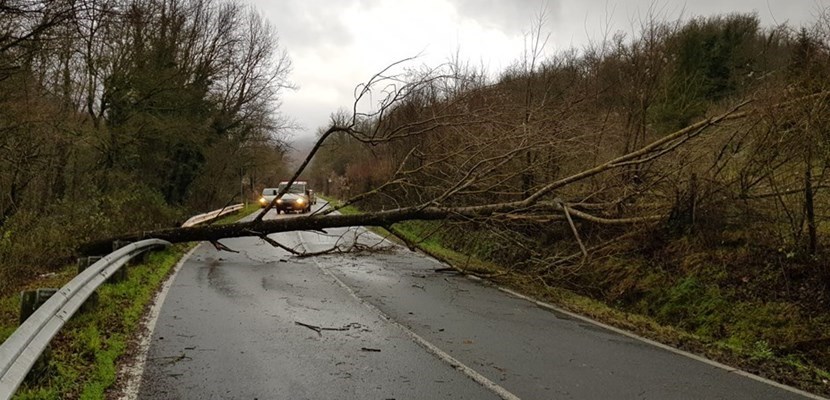 L'albero caduto sulla Faentina