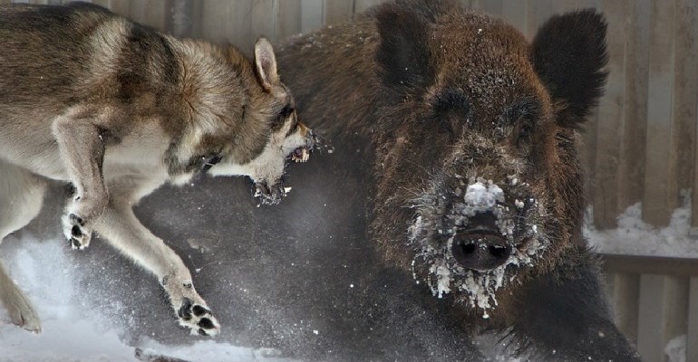 lupo contro cinghiali nel Parco