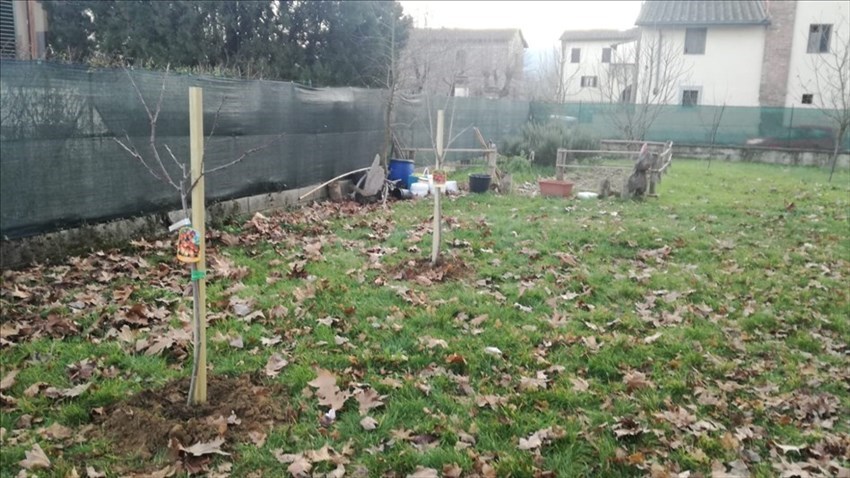 I due ciliegi donati e piantati al plesso Aldo Moro - Collodi