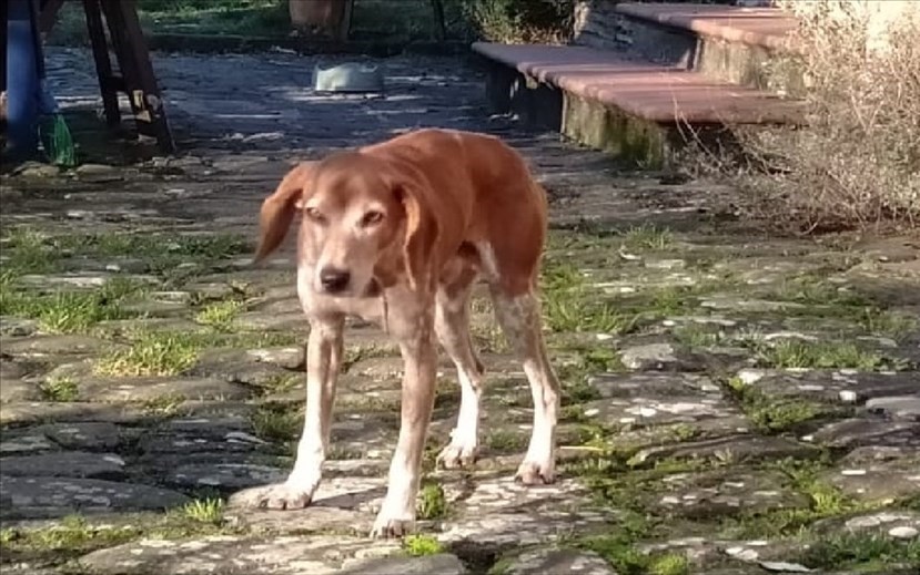 Il canino trovato