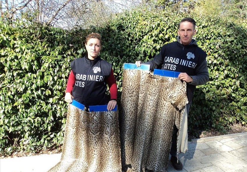 PELLICCE DI GATTO SELVATICO