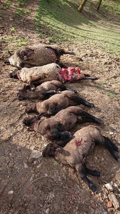 Strage di pecore