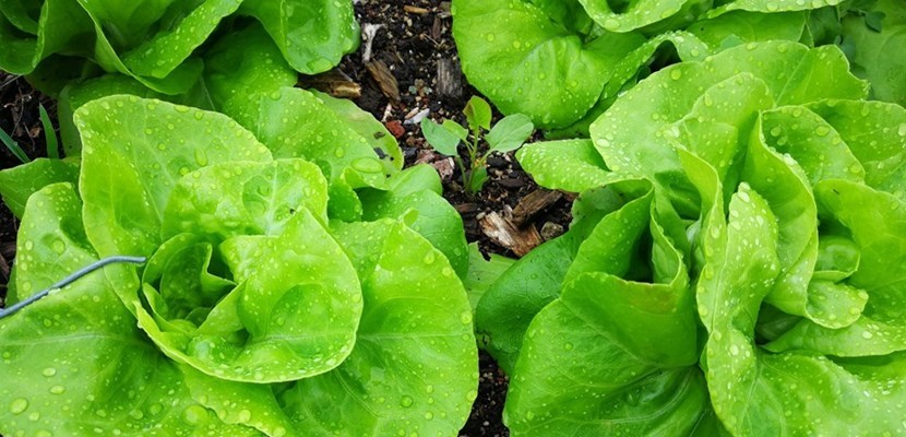 ortaggi ortobioattivo