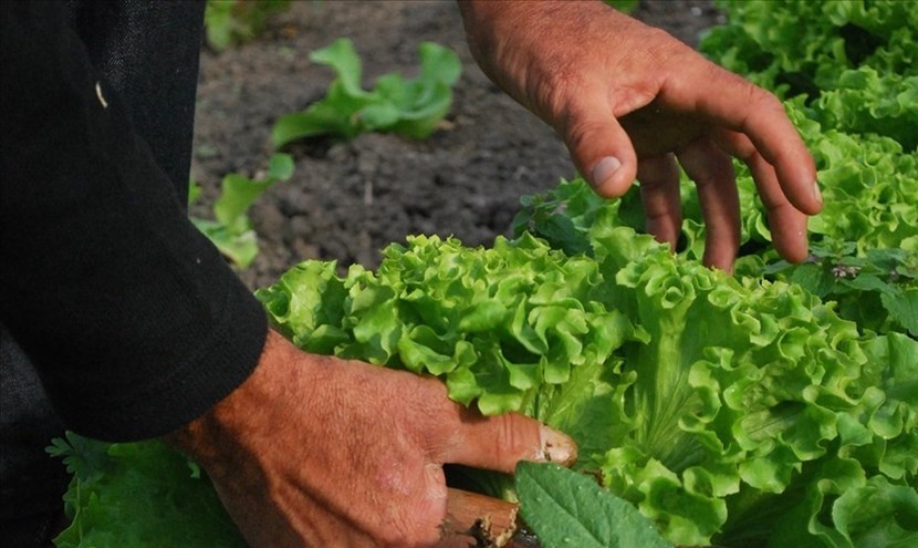 L'orto come scusa per andare nelle seconde case? Una lettera