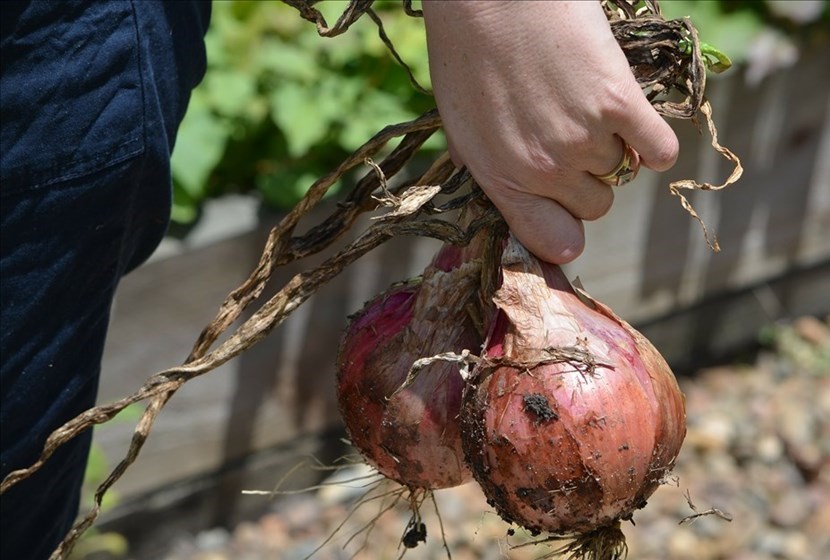 Giusto uscire per l'orto? Ancora (tante) lettere in redazione