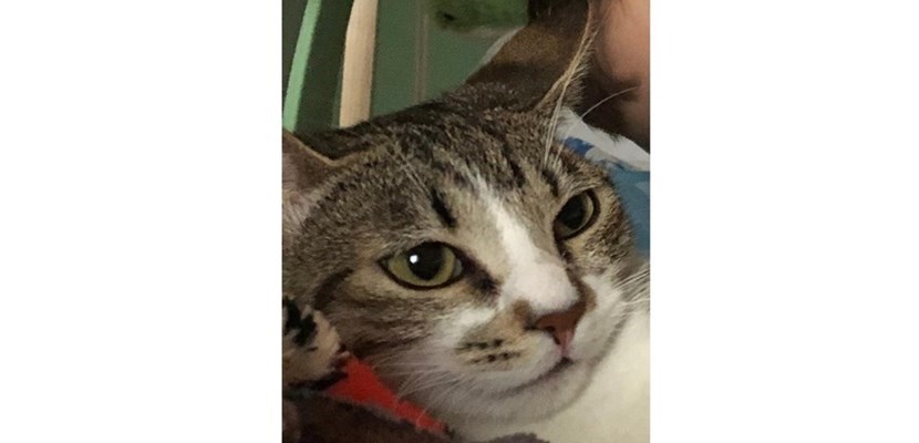 La gattina scomparsa