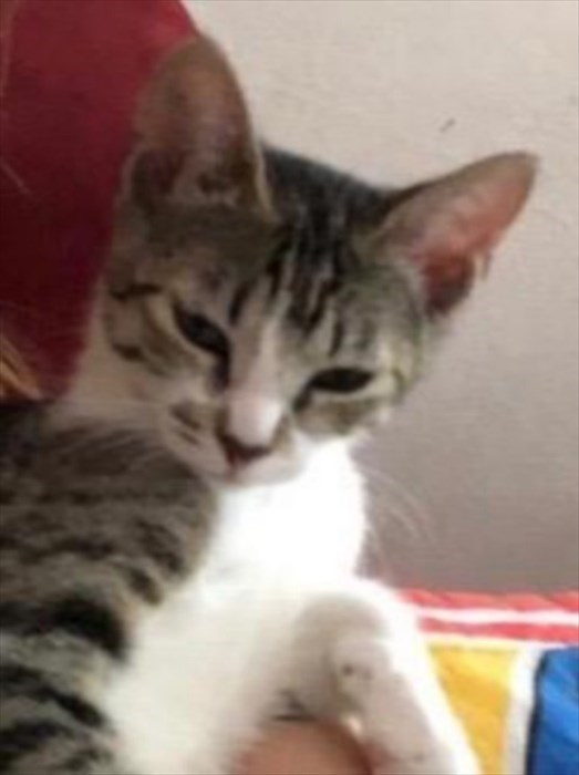 La gattina scomparsa