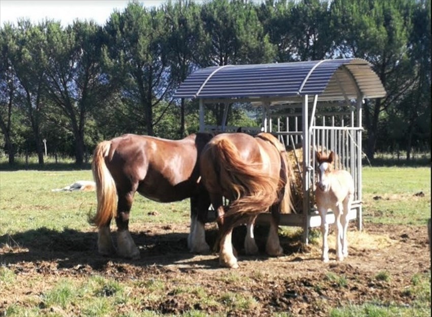 L’ultimo arrivato  alla fattoria, un bel puledrino