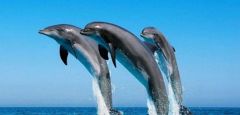 Associazione il Delphino