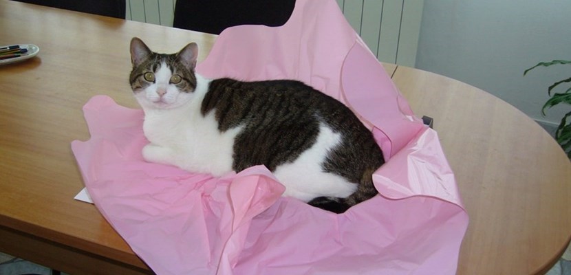 La gattina della Sindaca trucidata da cani lasciati sciolti