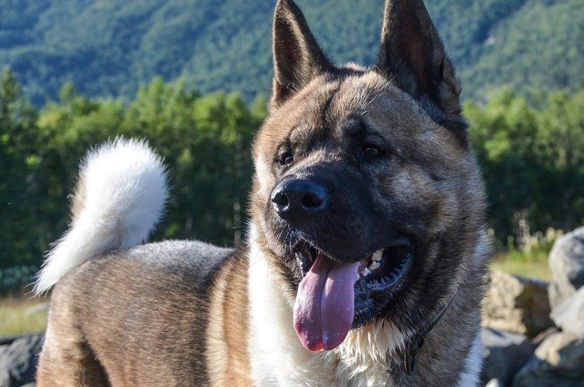 Un cane di razza Akita