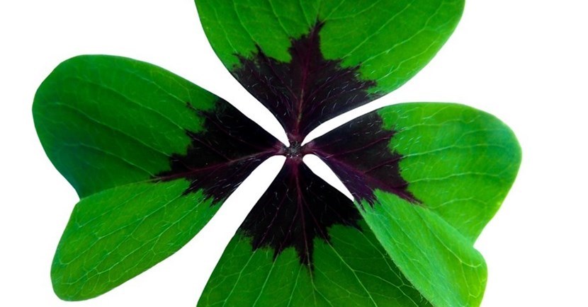 quadrifoglio