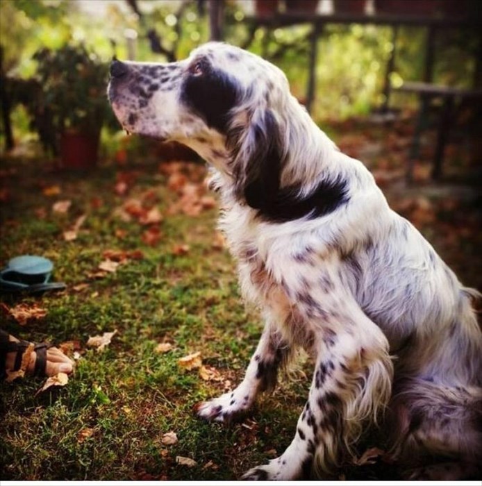 Arci, il cane scappato