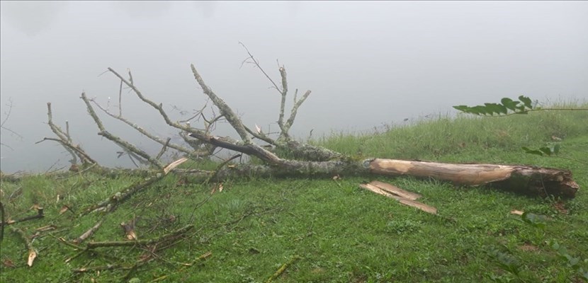 Albero caduto a Montelleri