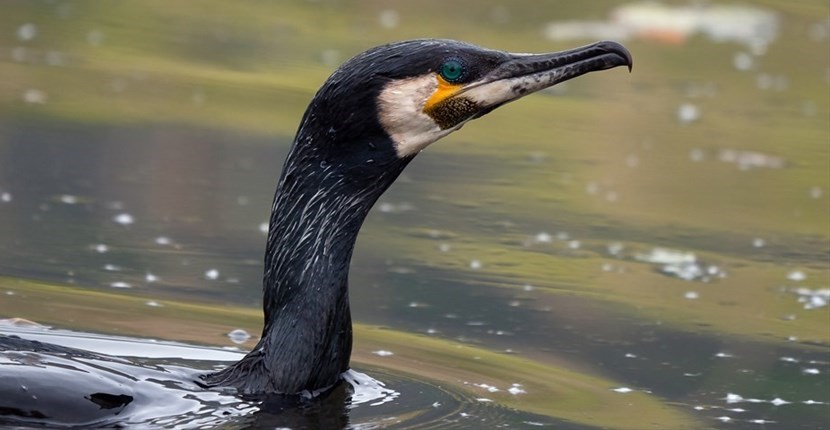 Un cormorano