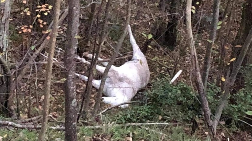 La carcassa del cavallo