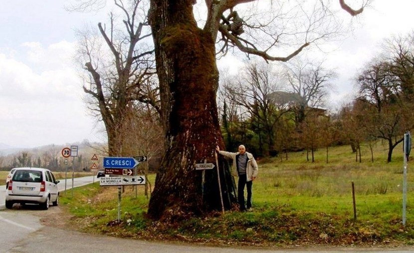 La quercia di San Cresci