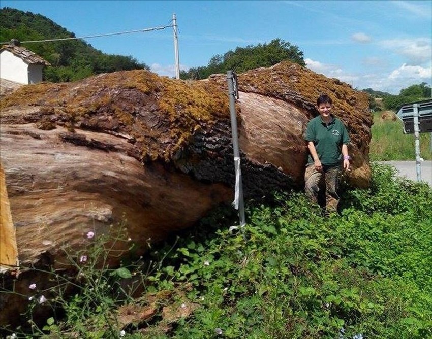 La quercia di San Cresci
