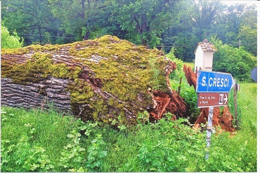 11 maggio 2013. La caduta delle vecchia quercia al bivio per San Cresci.