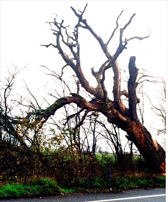 Martedì 18 novembre 2003. Il momento esatto della caduta della farnia: 5 secoli in piedi, cinque secondi per cascare a terra.