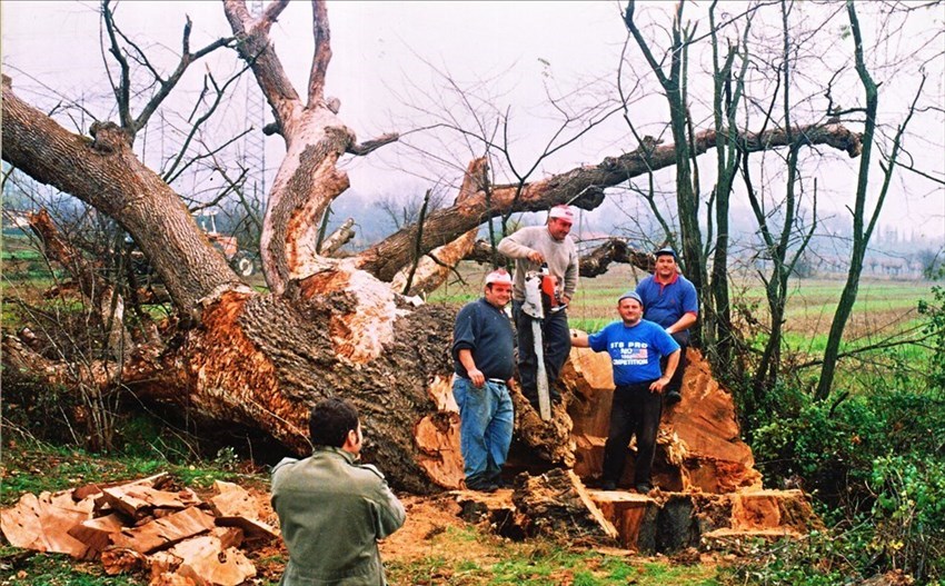 Operai specializzati  durante la sezionatura della secolare farnia  di Senni