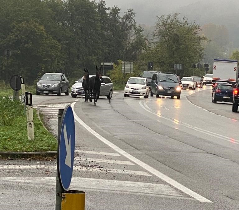 Asini in strada stamani a Bilancino