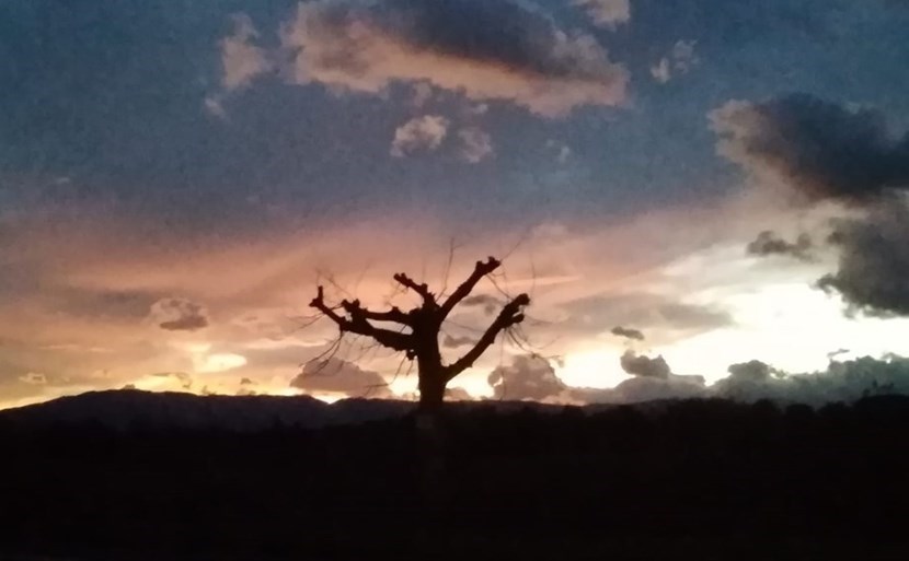 Il noce e il cielo. Foto del giorno di OK!Mugello