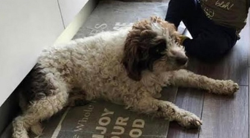 Teo. Il lagotto scomparso a Crespino