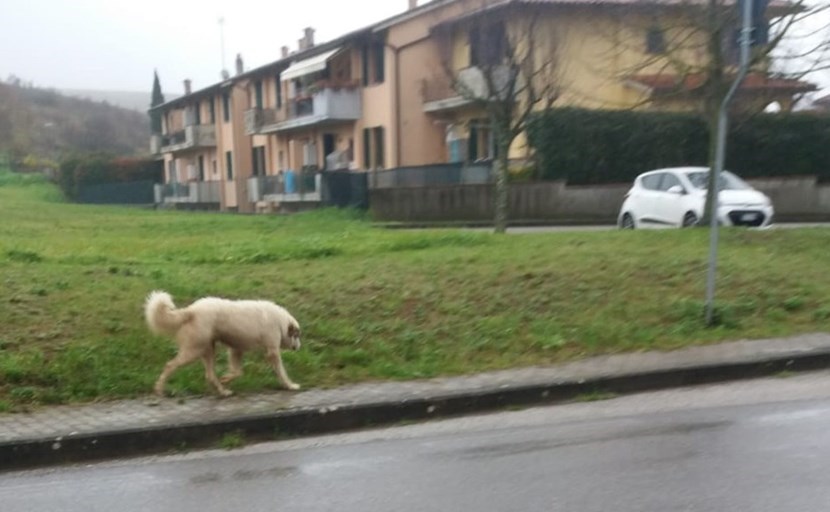 Il cane a Galliano