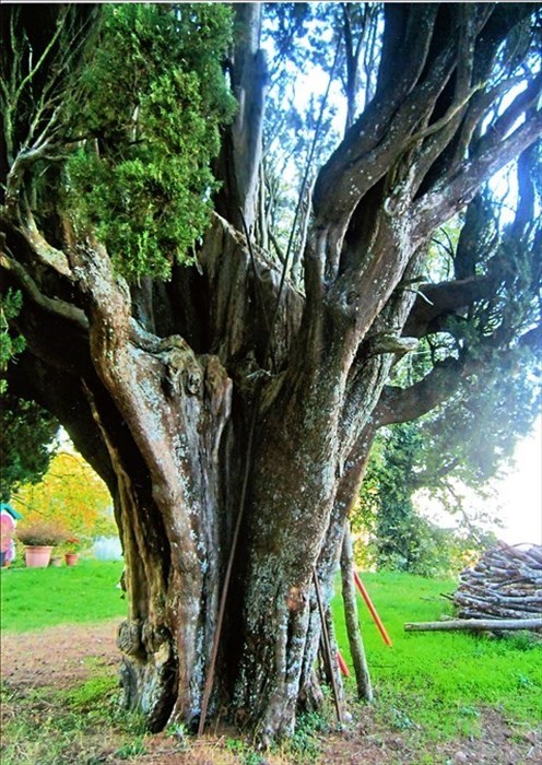 Il taglio al centro del cipresso dove fu piazzata una mitragliera tedesca,