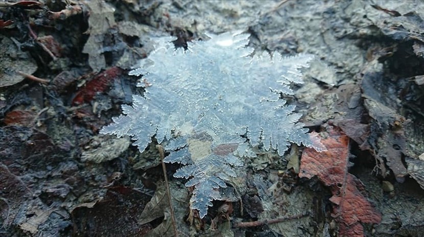Cristalli di ghiaccio. Un raro 'frattale' trovato stamani in Appennino dal mugellano Duccio Berzi