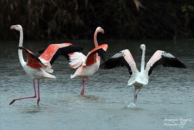 La danza dei fenicotteri nel laghetto di Peretola