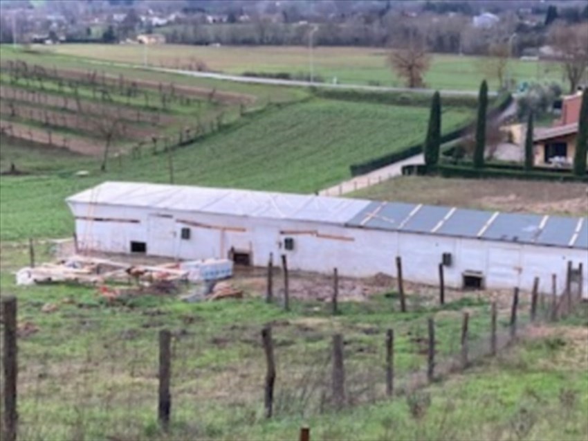 IL grande pollaio in via Mirandola a Vicchio