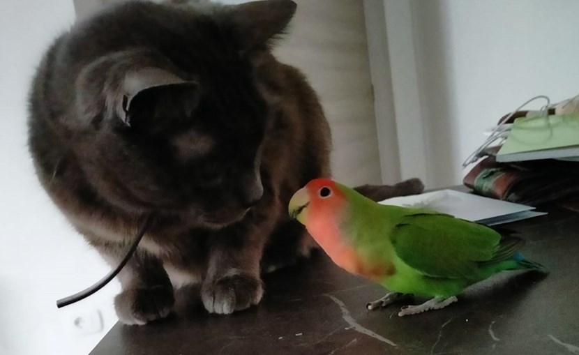 Pulce e Pippo, la strana coppia