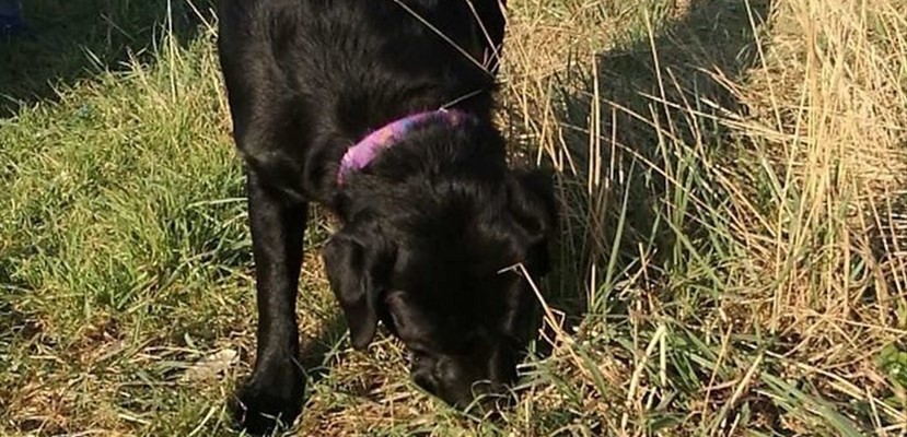 Il cane trovato stamani a Vicchio, è tornato a casa