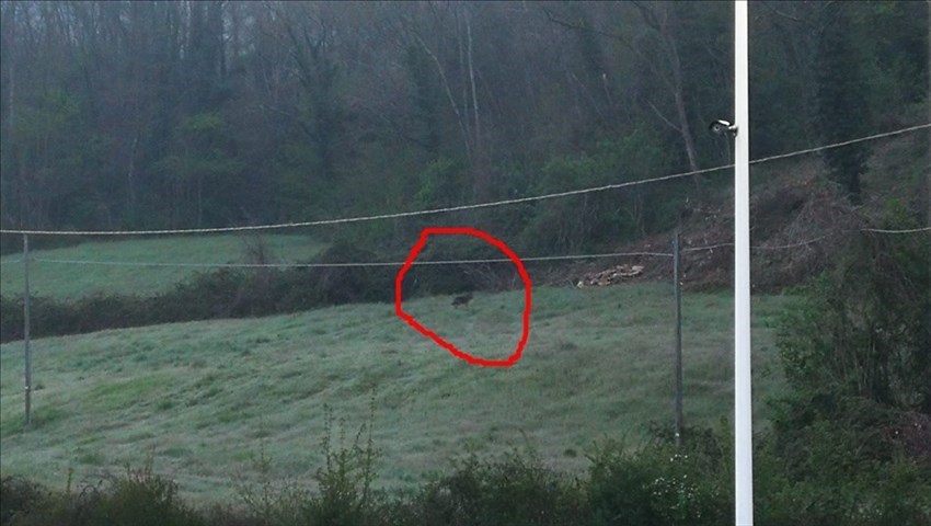 Il lupo fotografato stamani a Dicomano