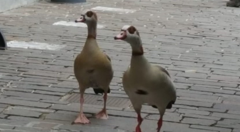 Le anatre in centro stamani a Vicchio