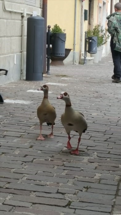 Le anatre in centro ed il 'recupero' dei pompieri