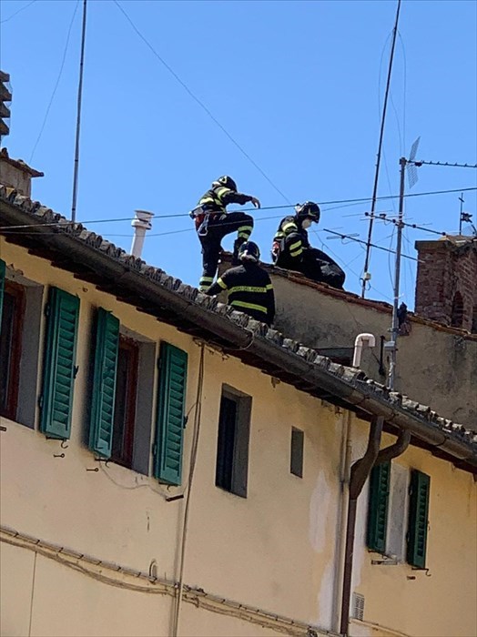 Le anatre in centro ed il 'recupero' dei pompieri