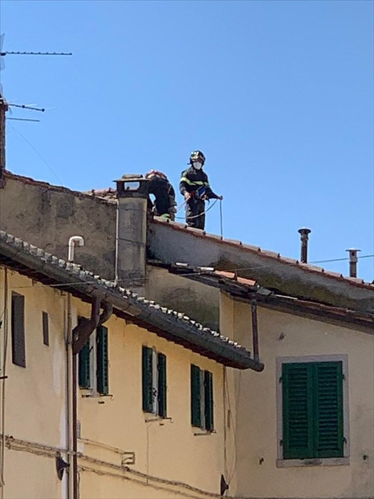 Le anatre in centro ed il 'recupero' dei pompieri