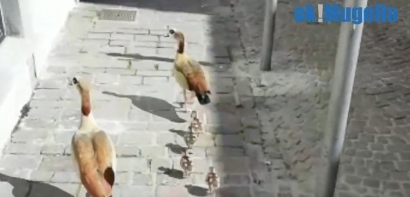 Oche egiziane con i piccoli lo scorso anno a Vicchio