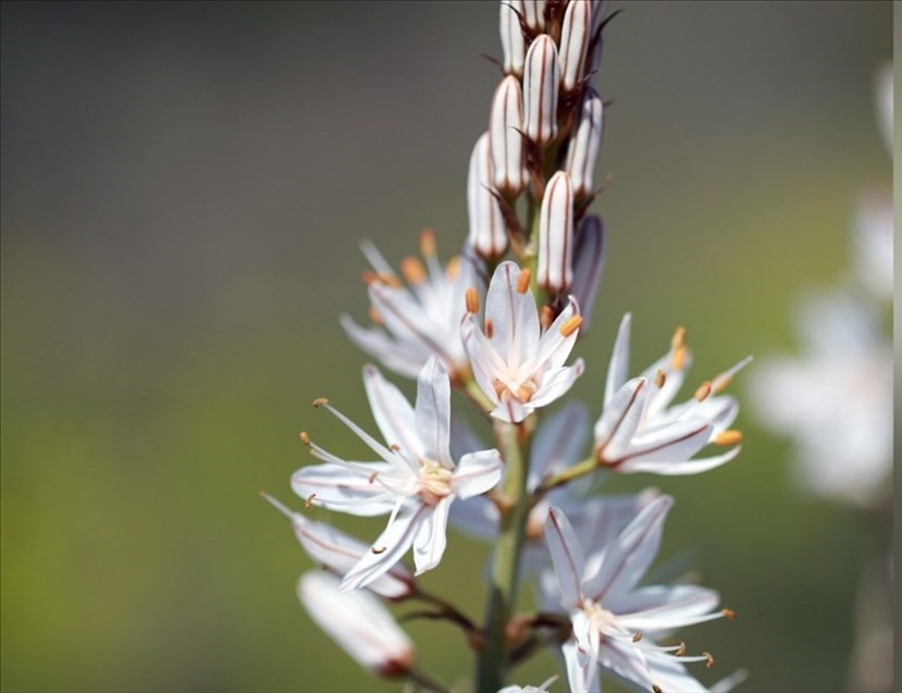 Di nuovo sopra Santa Brigida tra Burraie e fioriture: torna l'appuntamento con ""Zaino in spalla"","",""2