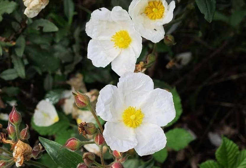 Con ""Zaino in spalla"" alla ricerca del Cisto Laurino in fiore: i sentieri