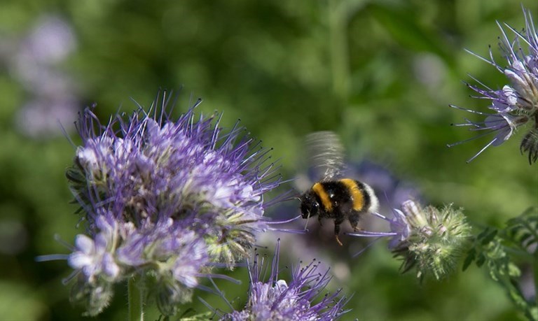 facelie in città per aiutare le api