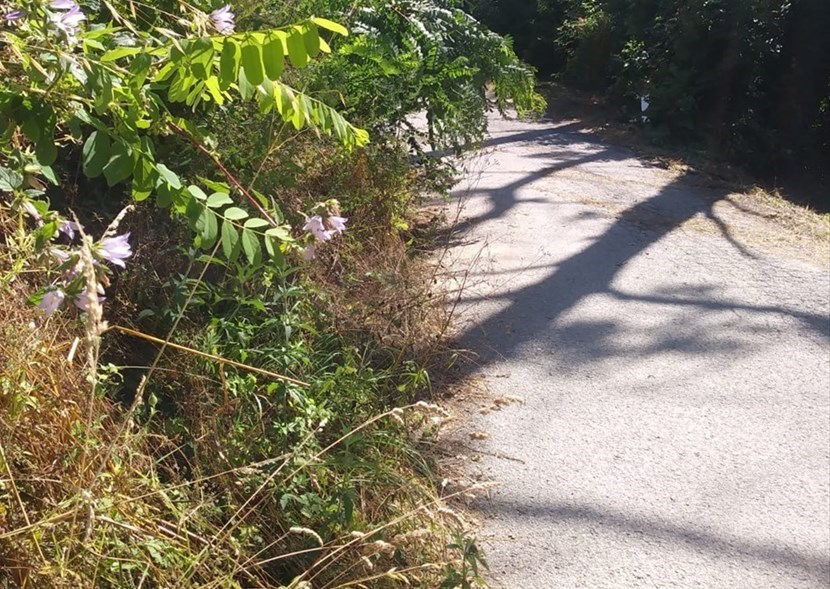 Erba alta sulla strada per Casa d'Erci