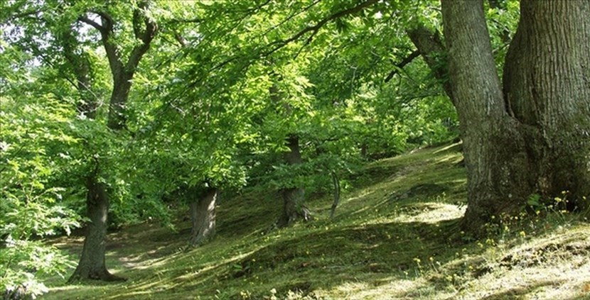 Un castagneto mugellano