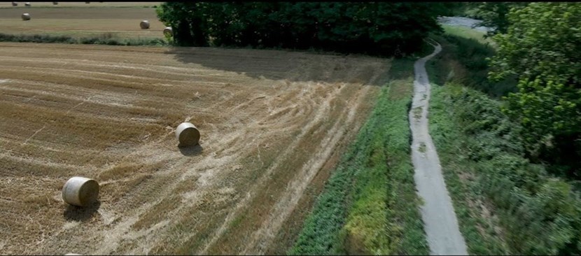 Il mare biondo che si muove